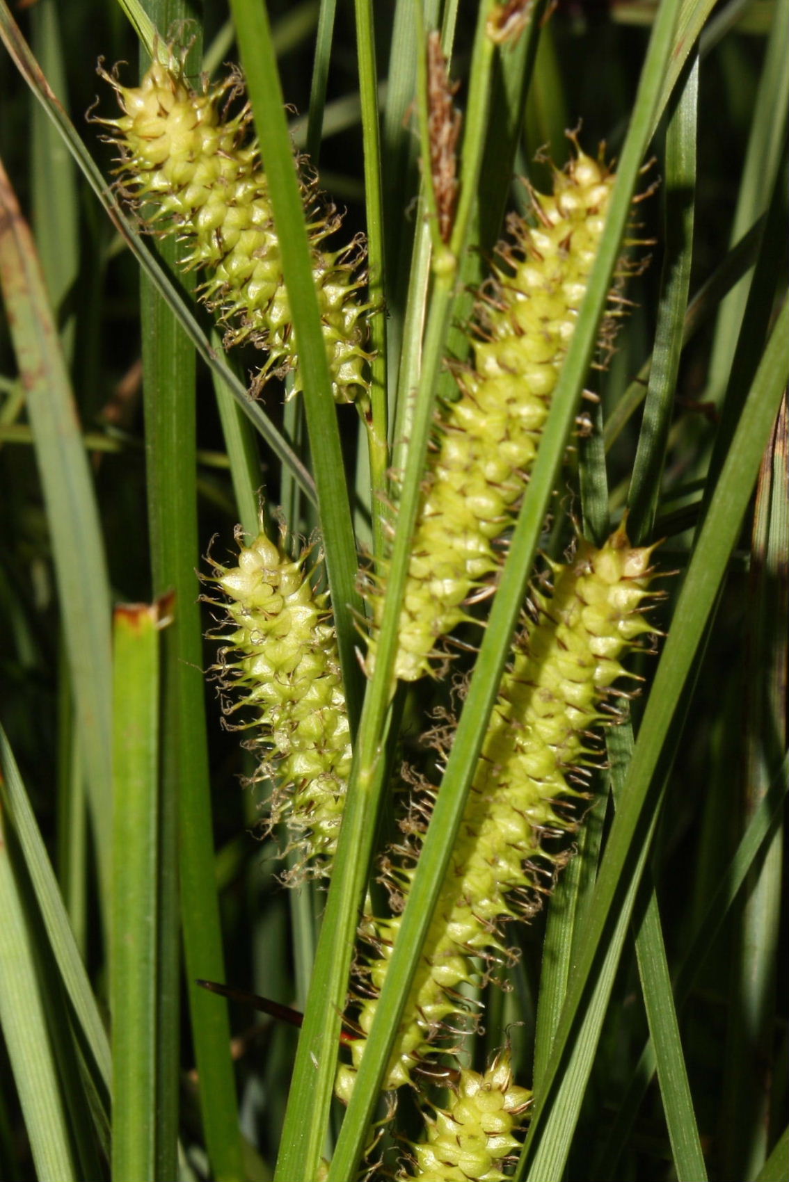 Carex rostrata / Carice rigonfia